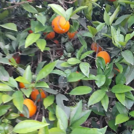 Sol En La Plaja *